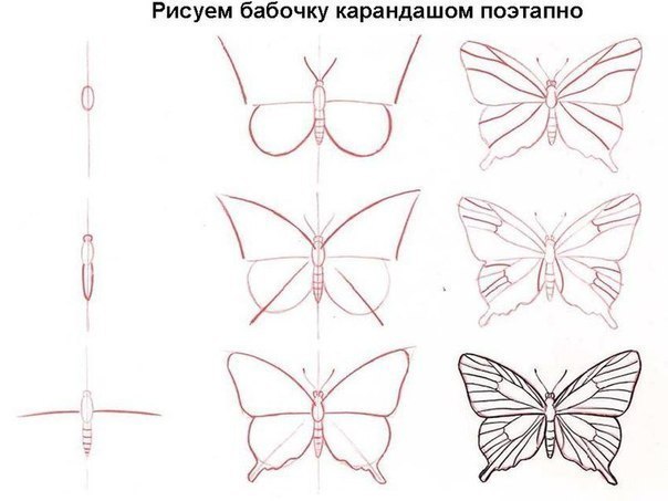 Как поэтапно нарисовать красивую бабочку карандашом Как поэтапно нарисовать красивую бабочку карандашом